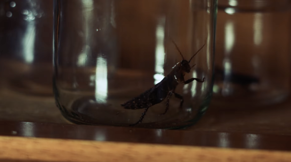 Insectasy